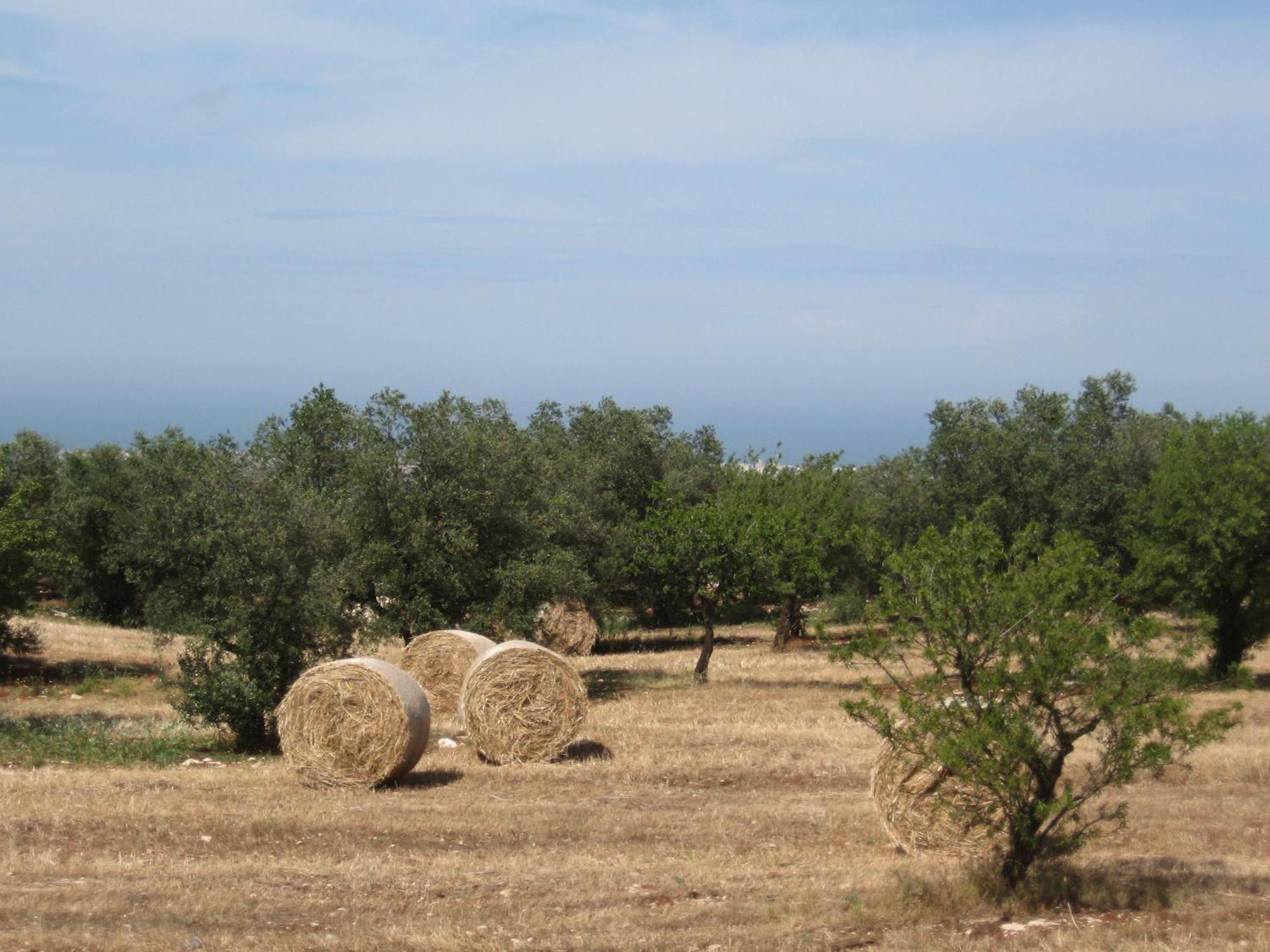 B&B Cinque Stalle Monopoli Buitenkant foto